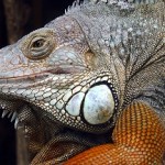 Locked Out Iguana - Surrey Locksmith
